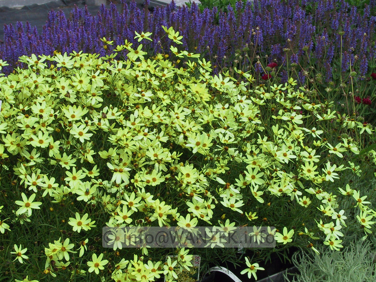 Coreopsis Moonbeam+Salvia Blaukoenigin.JPG